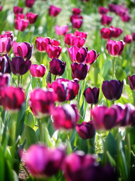 flores da primavera tulipas