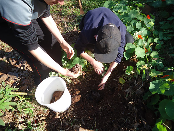 eliminar formigas da horta