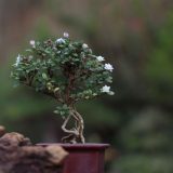 cultivo de bonsai